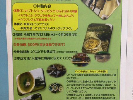 いきものふれあい体験＋貝殻ストラップ