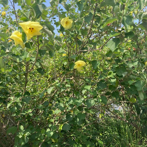 ハマボウの花