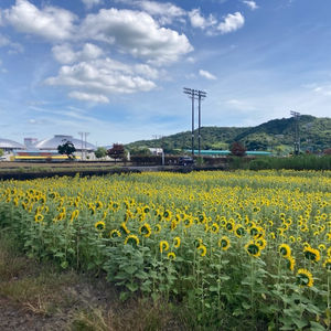 ひまわり