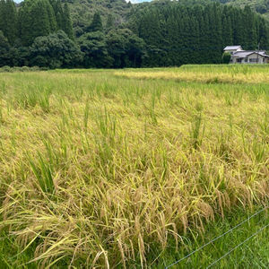 早期・米