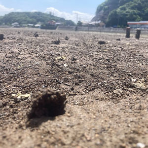 ハクセンシオマネキ