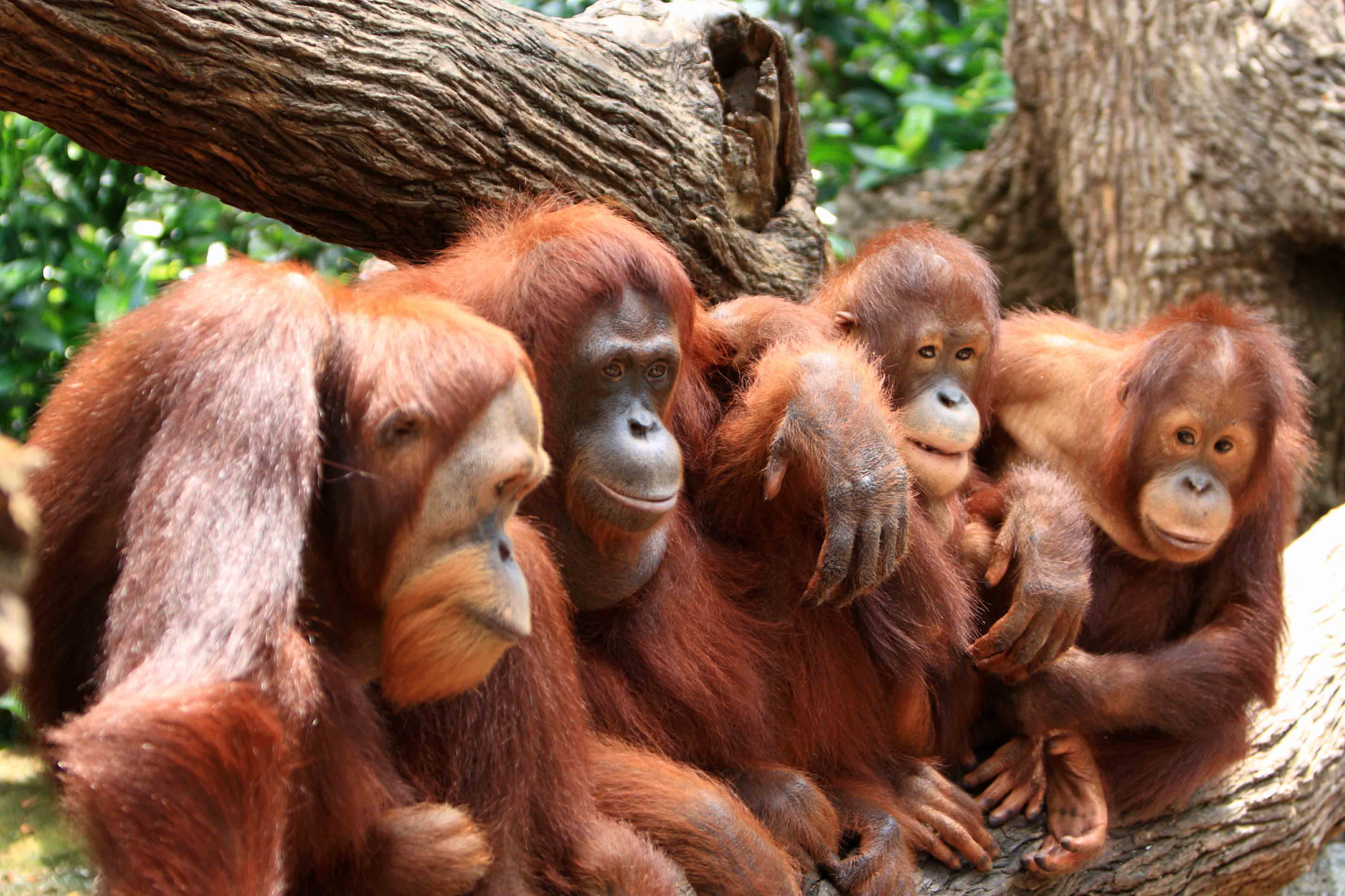 Singapore Zoo