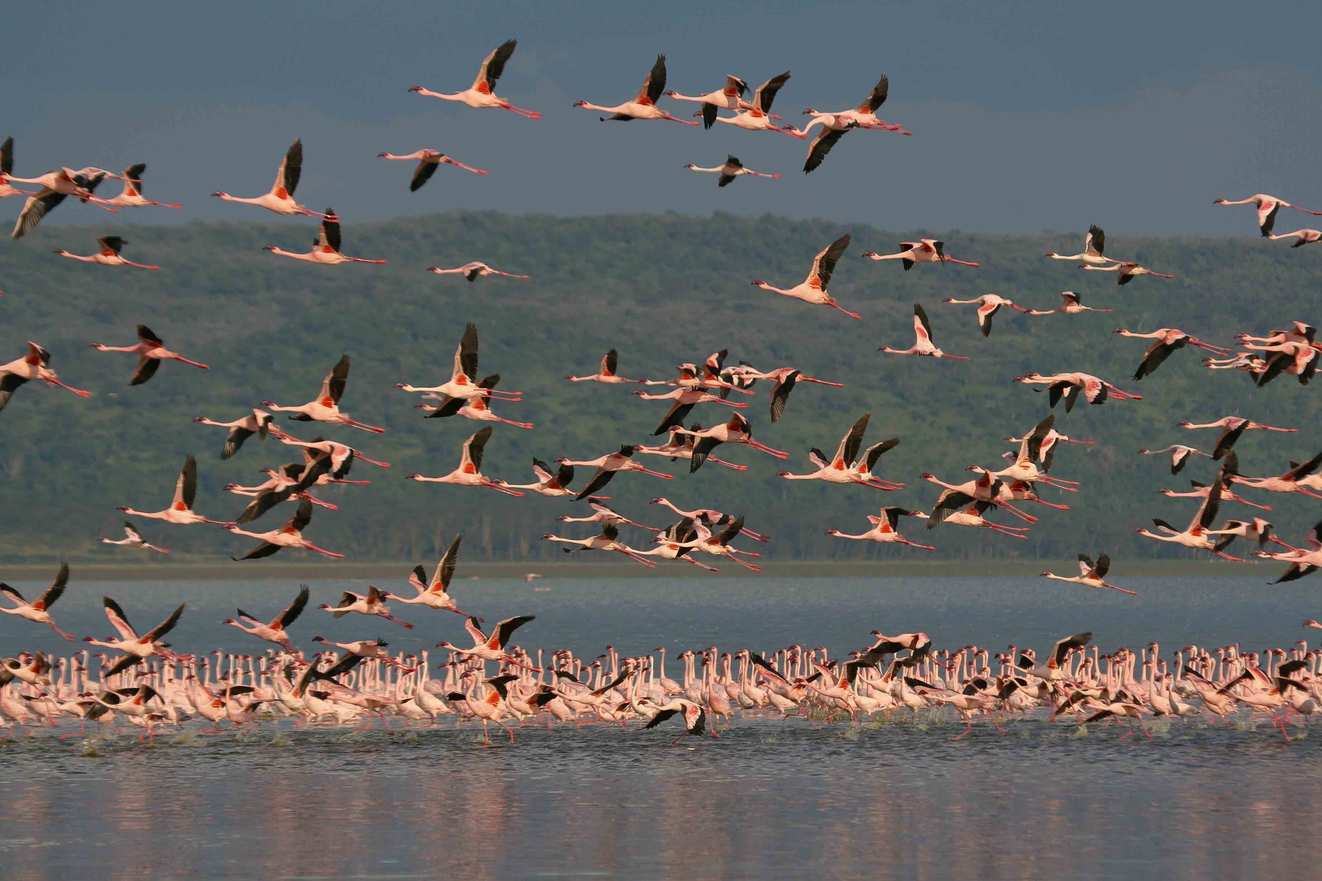 Lake Nakuru National Park