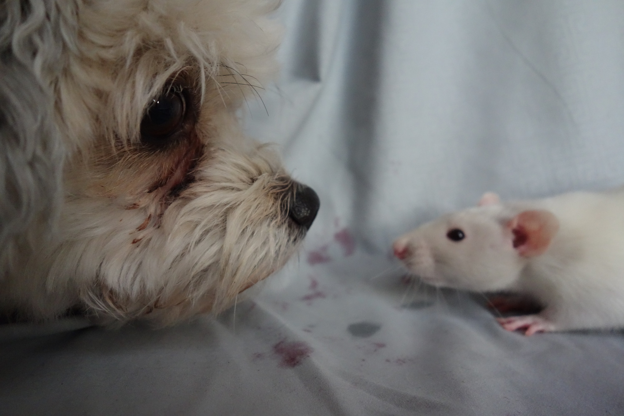 Ct Rats About You | Heart Rats of CT
