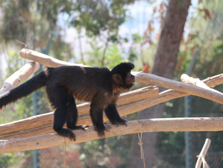 The Israeli Primate Sanctuary