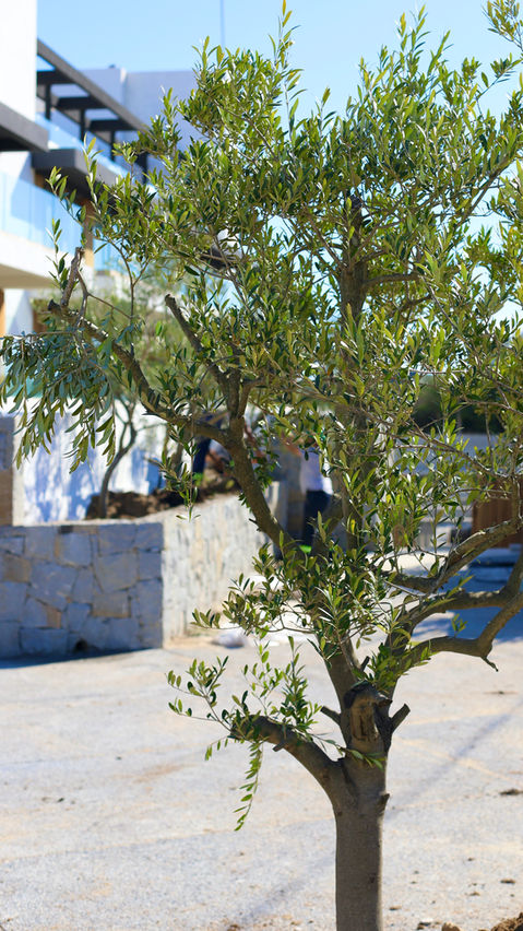 Jardines, este, punta del este, Uruguay, Maldonado, uy, profesionales, venta tierra, coloque césped, pasto, siembra, árboles, empresa jardinería, servicio jardinería, colocación de césped, especies, preparación jardines, jardines verticales, cercos vivos, mantenimiento,  Jardineros, Paisajismo, Sistema riego, colocación piscina, pileta, natatorio, alberca, deck, patio, plantas, flores, vegetación, ornamentación, canteros, arreglos florares, espacios verdes, podas, podar, vivero, reverdecer, quintal,  mano verde, manoverde, highgarden