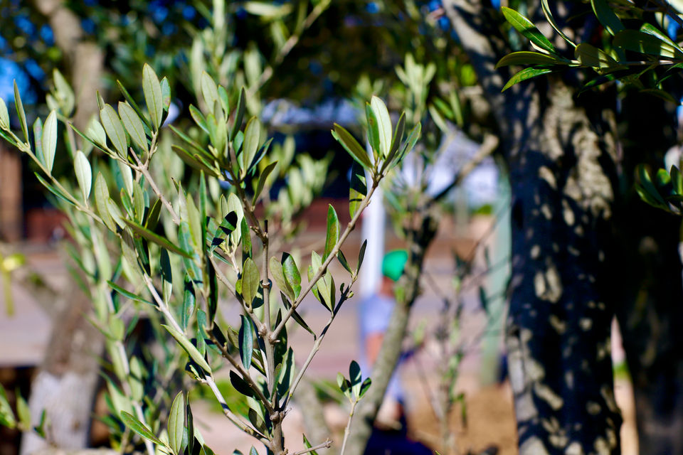 Jardines, este, punta del este, Uruguay, Maldonado, uy, profesionales, venta tierra, coloque césped, pasto, siembra, árboles, empresa jardinería, servicio jardinería, colocación de césped, especies, preparación jardines, jardines verticales, cercos vivos, mantenimiento,  Jardineros, Paisajismo, Sistema riego, colocación piscina, pileta, natatorio, alberca, deck, patio, plantas, flores, vegetación, ornamentación, canteros, arreglos florares, espacios verdes, podas, podar, vivero, reverdecer, quintal,  mano verde, manoverde, highgarden