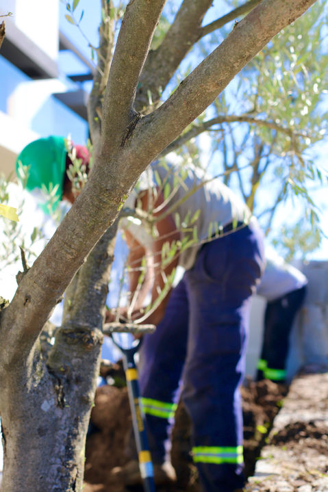 Jardines, este, punta del este, Uruguay, Maldonado, uy, profesionales, venta tierra, coloque césped, pasto, siembra, árboles, empresa jardinería, servicio jardinería, colocación de césped, especies, preparación jardines, jardines verticales, cercos vivos, mantenimiento,  Jardineros, Paisajismo, Sistema riego, colocación piscina, pileta, natatorio, alberca, deck, patio, plantas, flores, vegetación, ornamentación, canteros, arreglos florares, espacios verdes, podas, podar, vivero, reverdecer, quintal,  mano verde, manoverde, highgarden