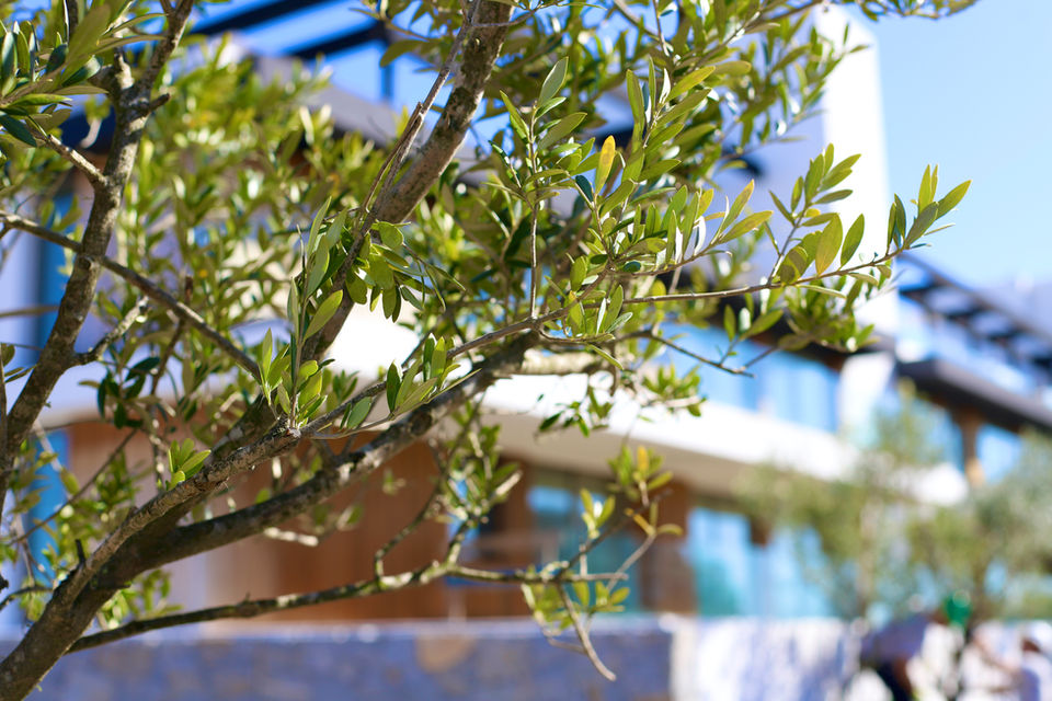 Jardines, este, punta del este, Uruguay, Maldonado, uy, profesionales, venta tierra, coloque césped, pasto, siembra, árboles, empresa jardinería, servicio jardinería, colocación de césped, especies, preparación jardines, jardines verticales, cercos vivos, mantenimiento,  Jardineros, Paisajismo, Sistema riego, colocación piscina, pileta, natatorio, alberca, deck, patio, plantas, flores, vegetación, ornamentación, canteros, arreglos florares, espacios verdes, podas, podar, vivero, reverdecer, quintal,  mano verde, manoverde, highgarden