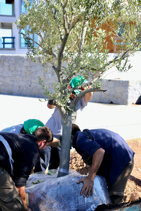 Jardines, este, punta del este, Uruguay, Maldonado, uy, profesionales, venta tierra, coloque césped, pasto, siembra, árboles, empresa jardinería, servicio jardinería, colocación de césped, especies, preparación jardines, jardines verticales, cercos vivos, mantenimiento,  Jardineros, Paisajismo, Sistema riego, colocación piscina, pileta, natatorio, alberca, deck, patio, plantas, flores, vegetación, ornamentación, canteros, arreglos florares, espacios verdes, podas, podar, vivero, reverdecer, quintal,  mano verde, manoverde, highgarden