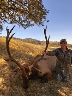 Roosevelt Elk