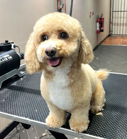 Luxury dog spa Blackpool – high-end boutique grooming and organic dog shampoos.