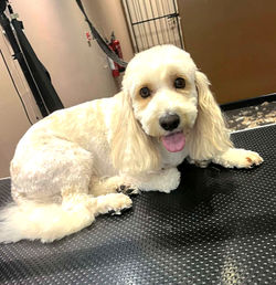 Professional Cavapoo styling Blackpool – specialized grooming for doodle crossbreeds.