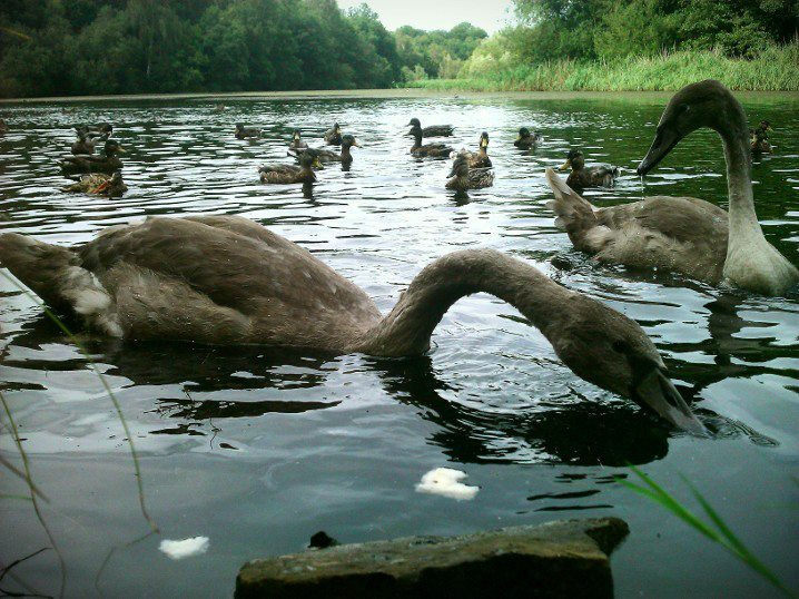 No such thing as an ugly duckling