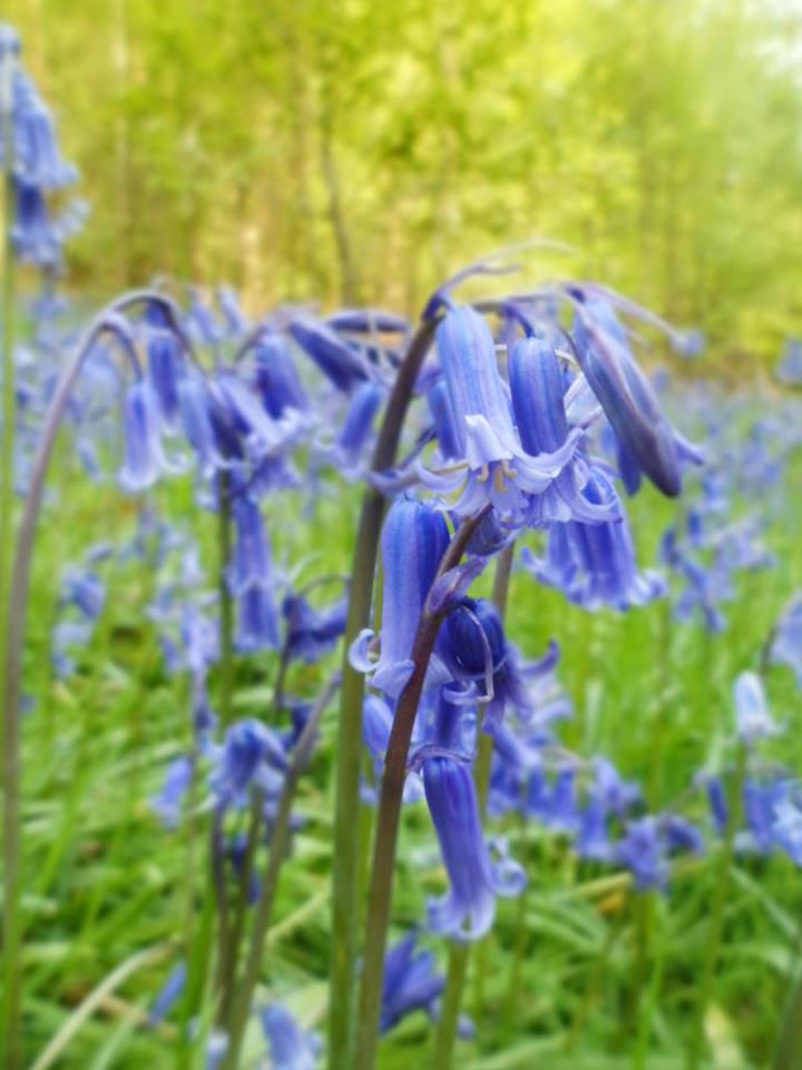 Bluebells