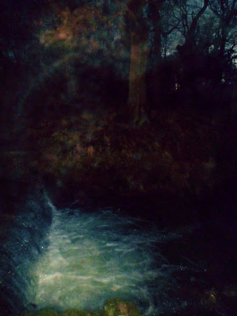 Eery night in the forest