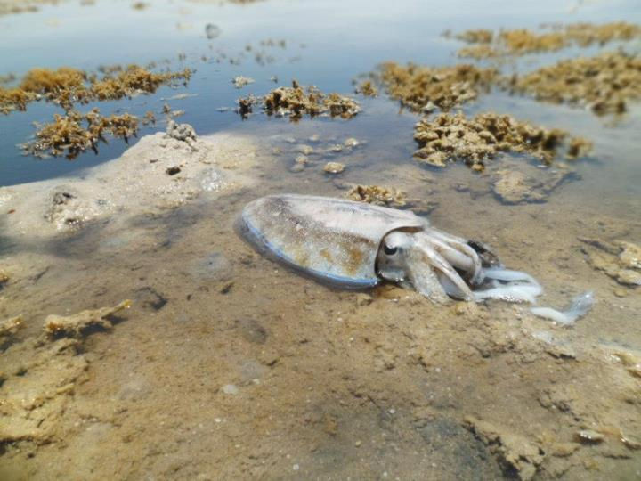 Cuttlefish on the coast