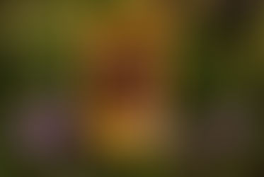 Natural Oil Filled Spices