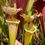 Thumbnail: SxOH14c(GH) (Sarracenia 'Rita Soper'. x Sarracenia 'Leah Wilkerson'.)