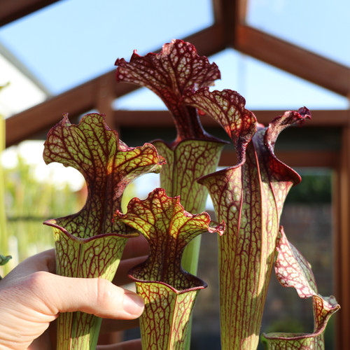 SxOH86(GH) S. x 'Crimson Queen'. MK H138. | Mysite