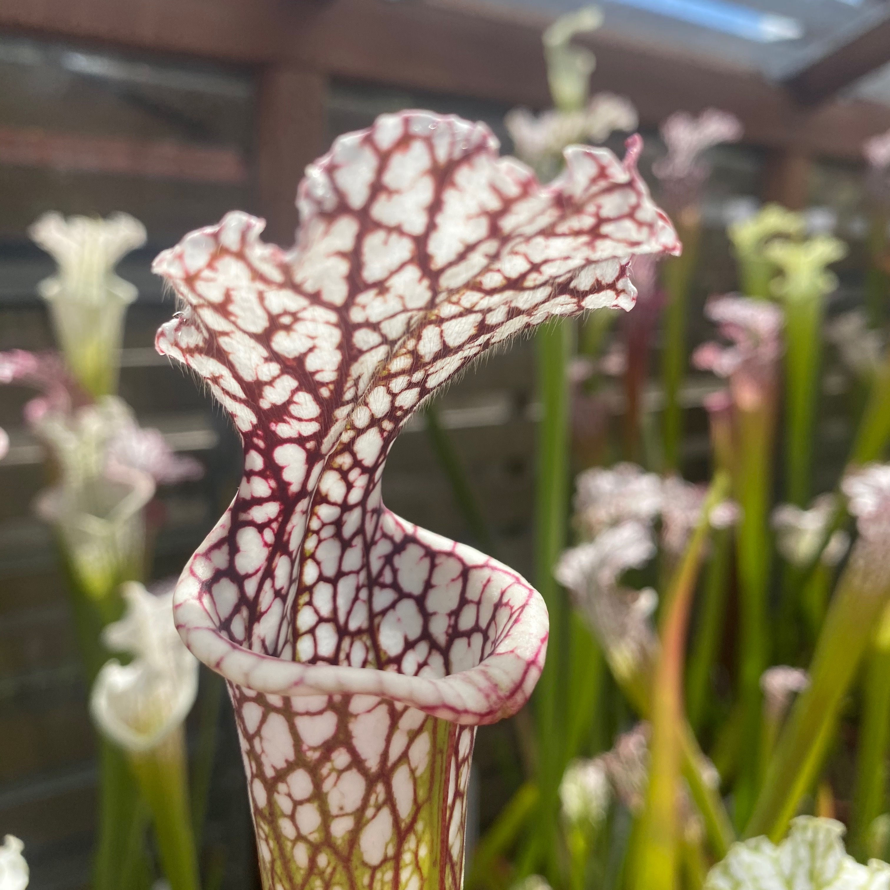 SLv.L26(GH) Red / white veining. Deer Park, Washington County, Alabama.