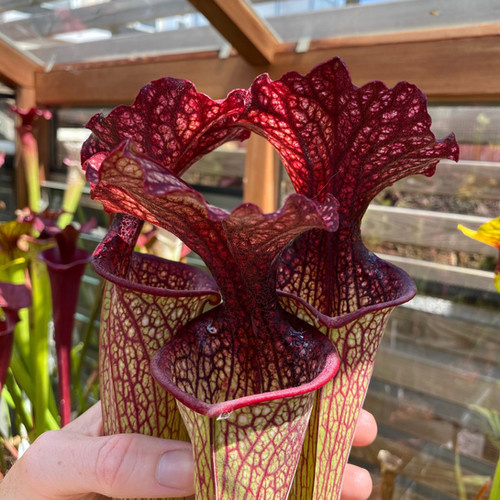 SxOH86(GH) S. x 'Crimson Queen'. MK H138. | Mysite