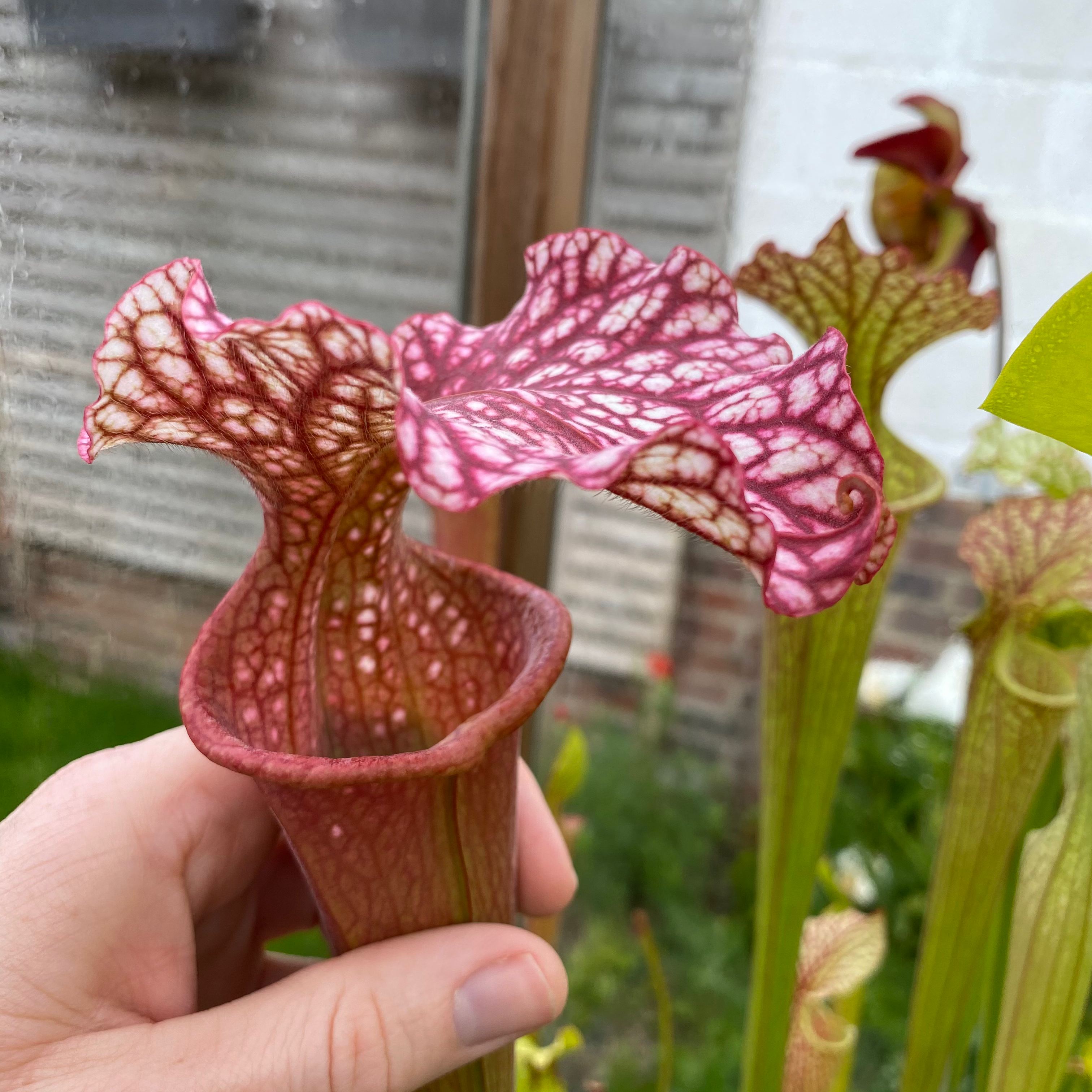 SxMo103(GH) S. x moorei 'Johnny Wilkerson' (BC 2011). H247 MK.