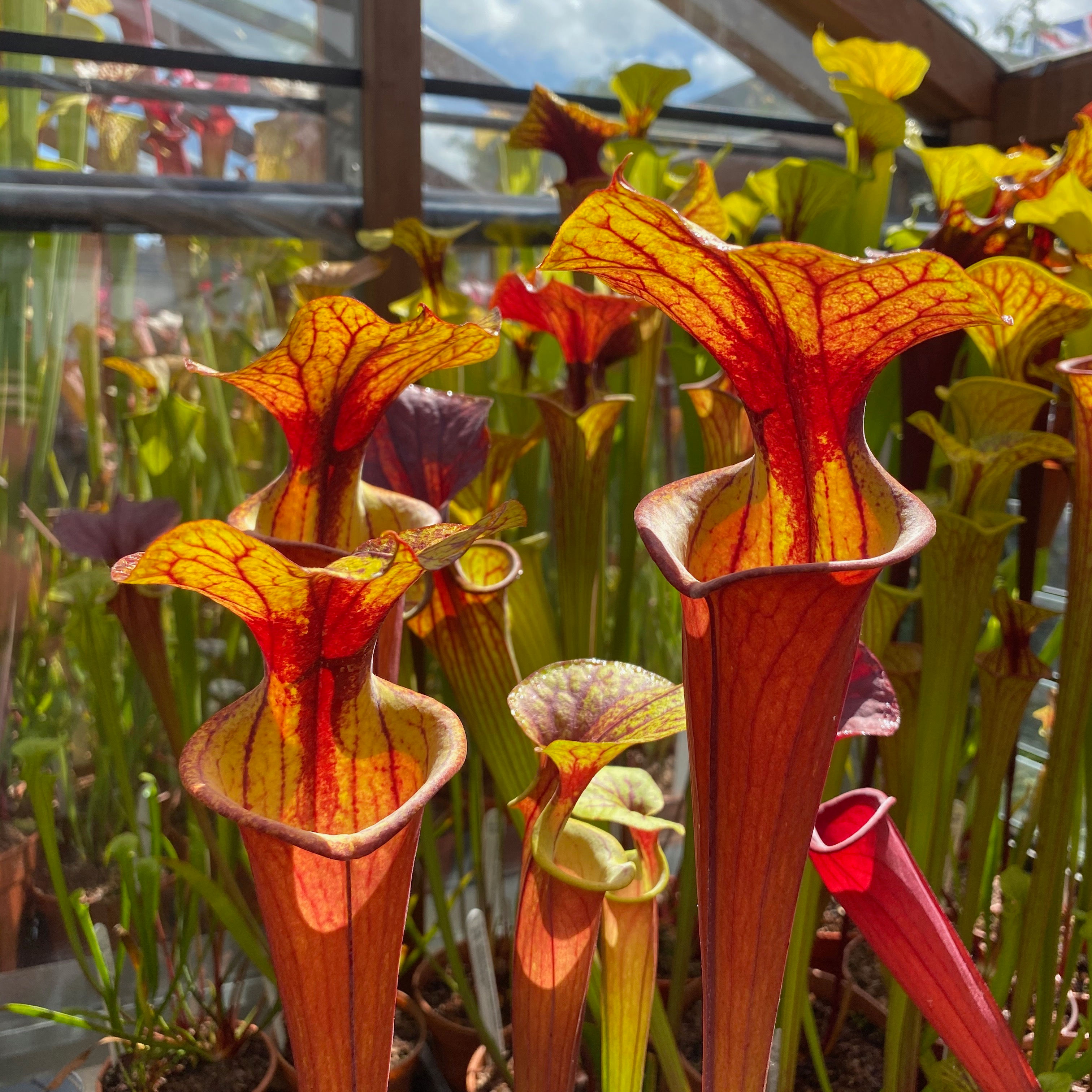 SFv.Rb17(GH) S. flava var. rubricorpora. Liberty County, Apalachicola, North Fl.