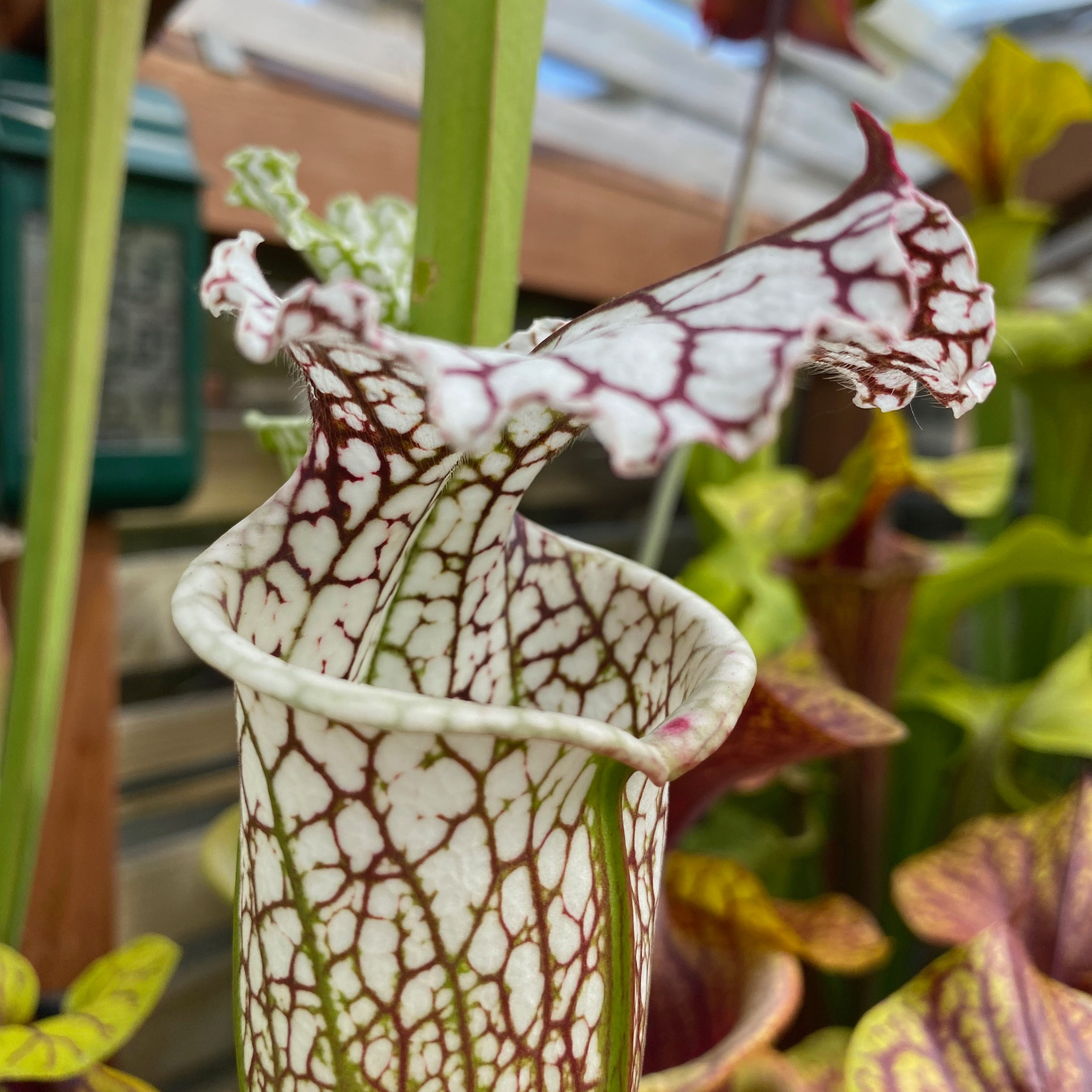 SLv.L49(GH) Green and white tube. CA SL19.