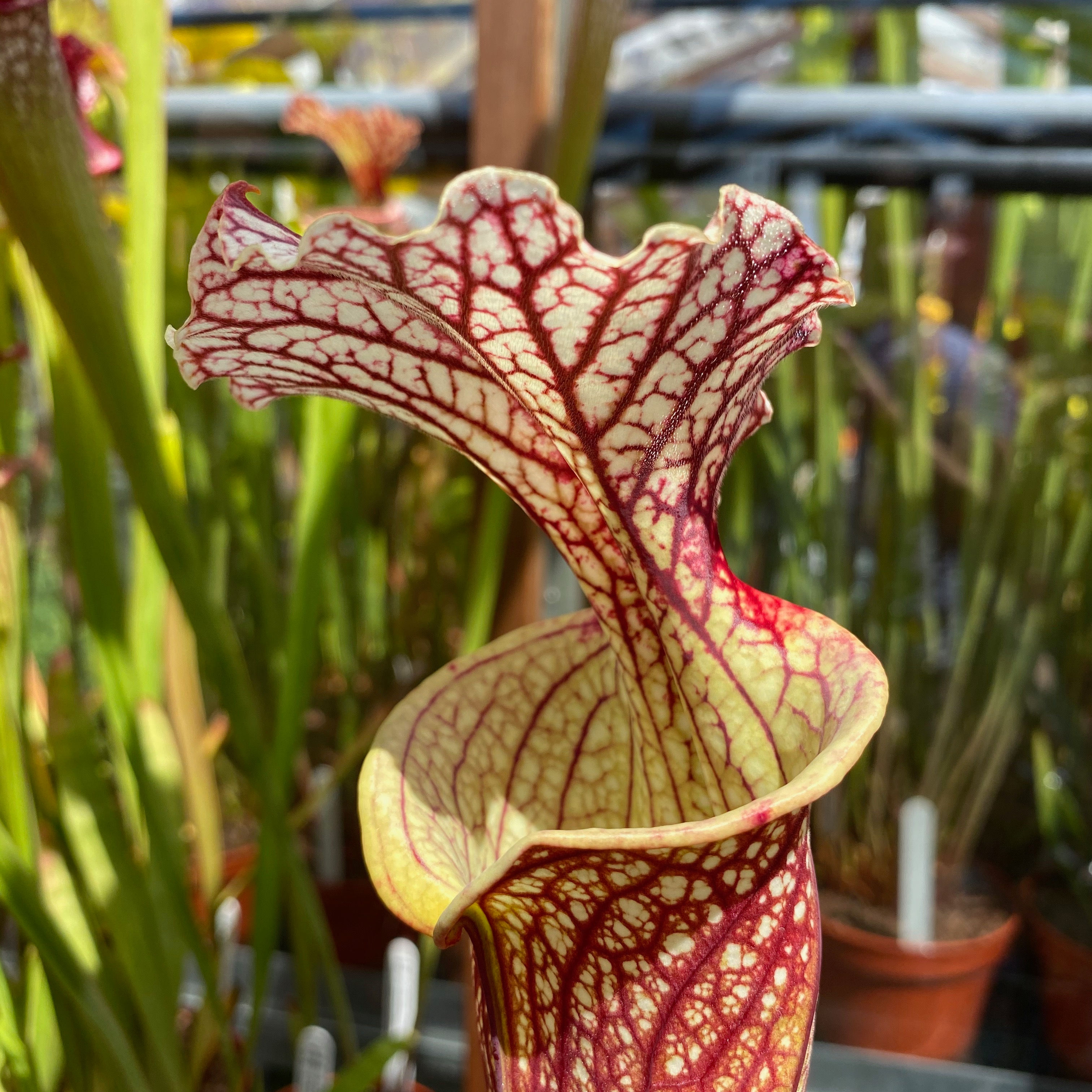 SxMo02(GH) S. x moorei. 'Elizabeth'. N. Parker. MK H89.