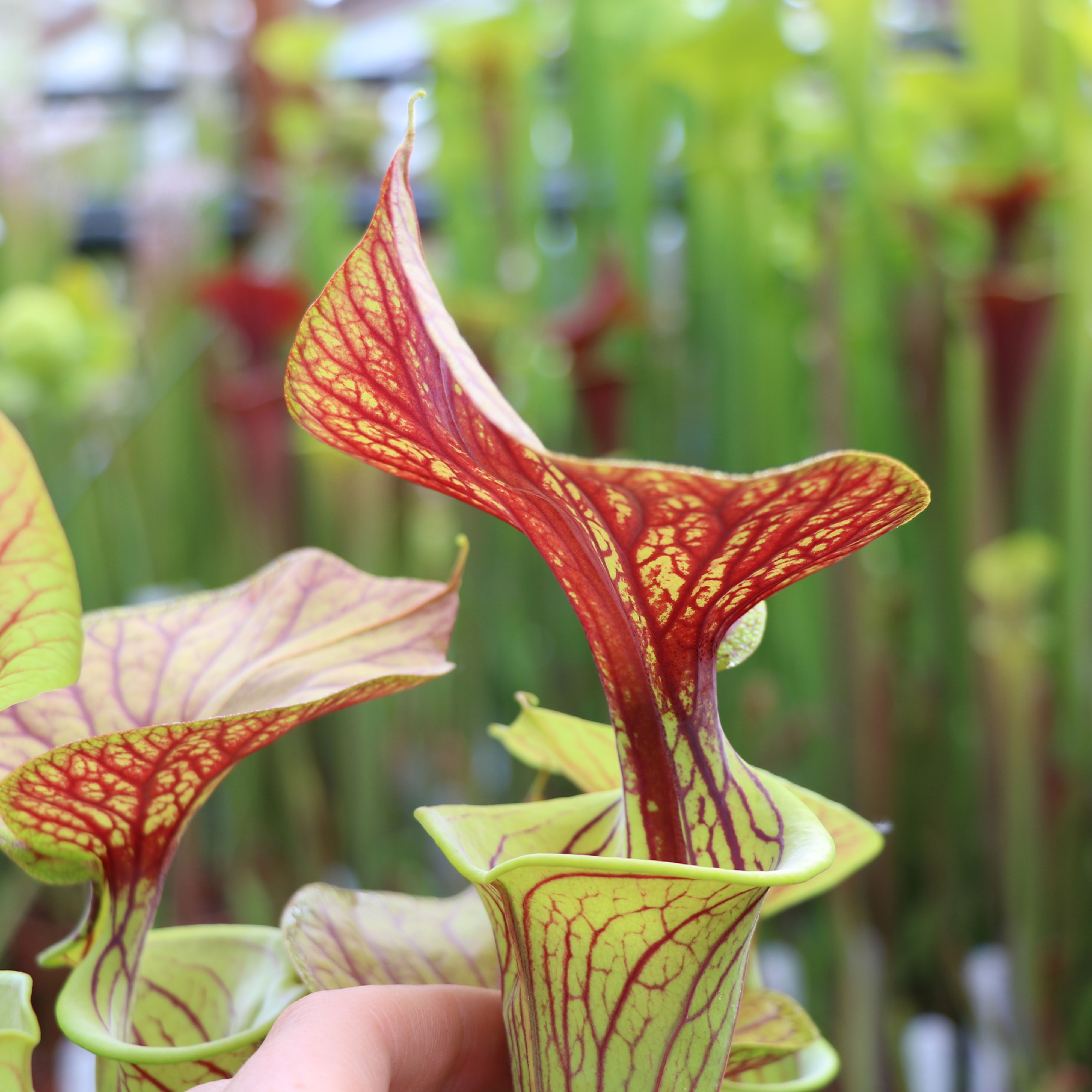 SFv.C08(GH) S. flava var. cuprea. Very heavy veined. CA SFC04.