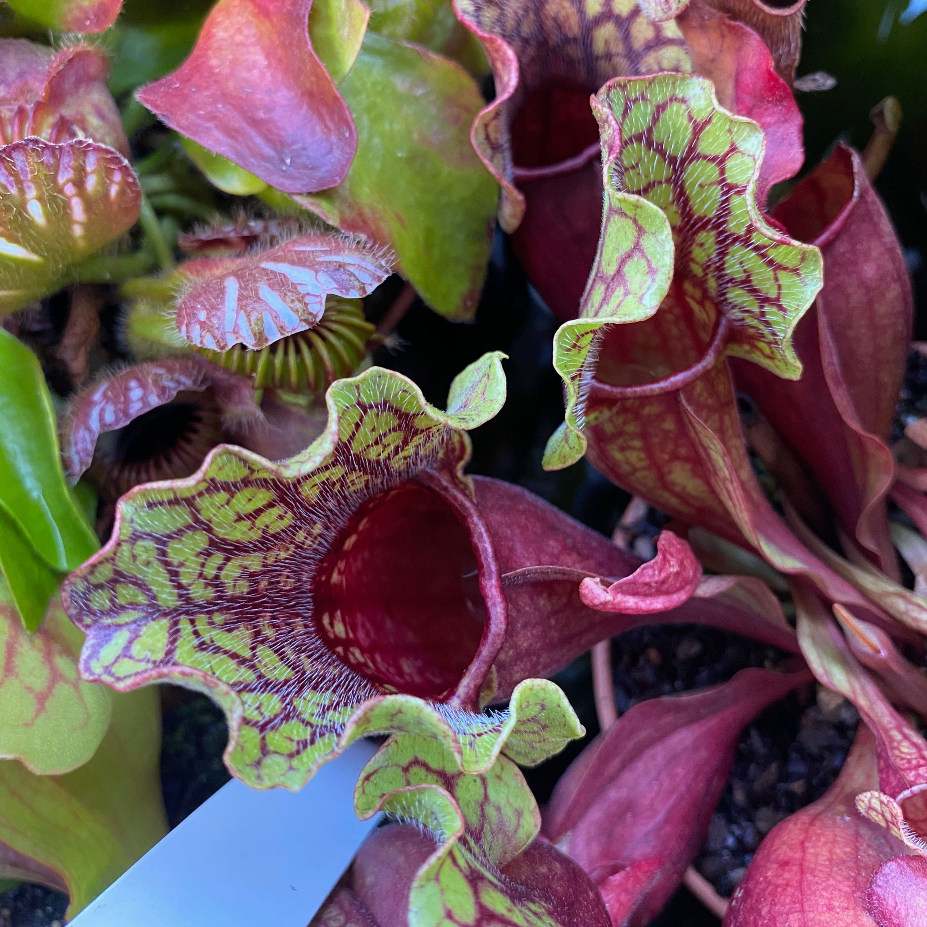 SPs.V04(GH) S. purpurea ssp. venosa. Reedy Creek, Caroline Co.