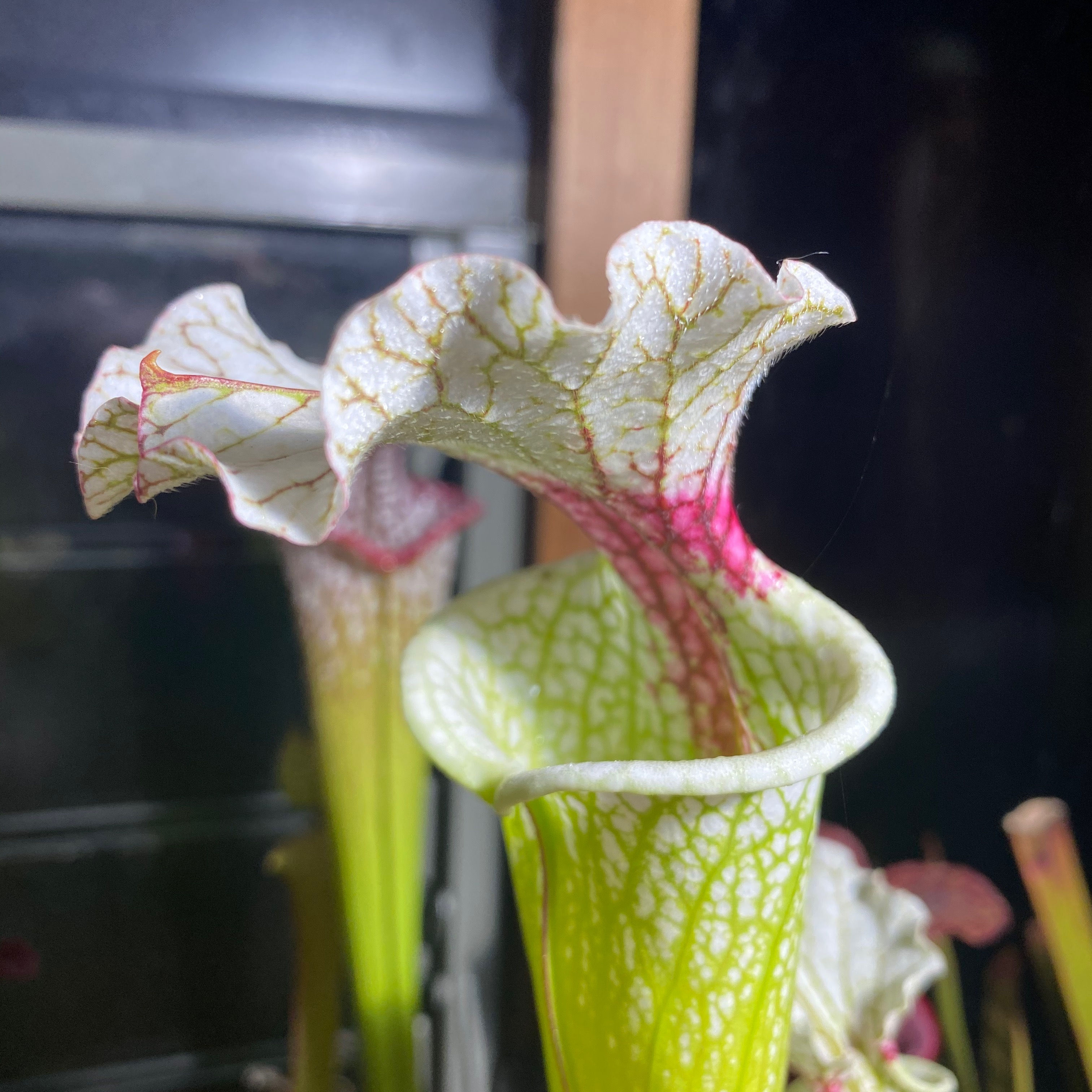 SxMo72(GH) (S. leucophylla. Red stripe throat. X S. x moorei. Yellow and green..