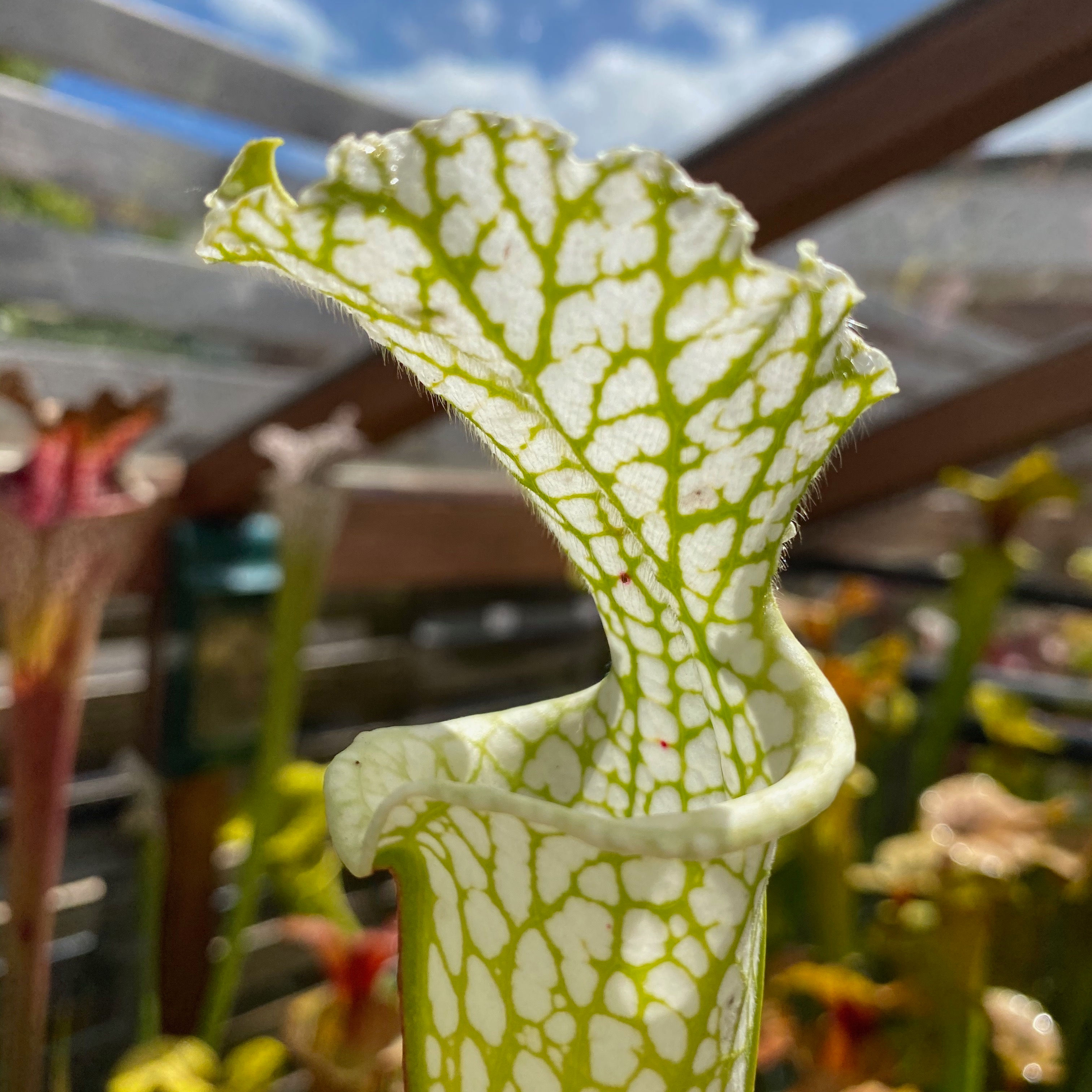 SLv.L31(GH) Location 127, Milton City, Santa Rosa County, Florida.