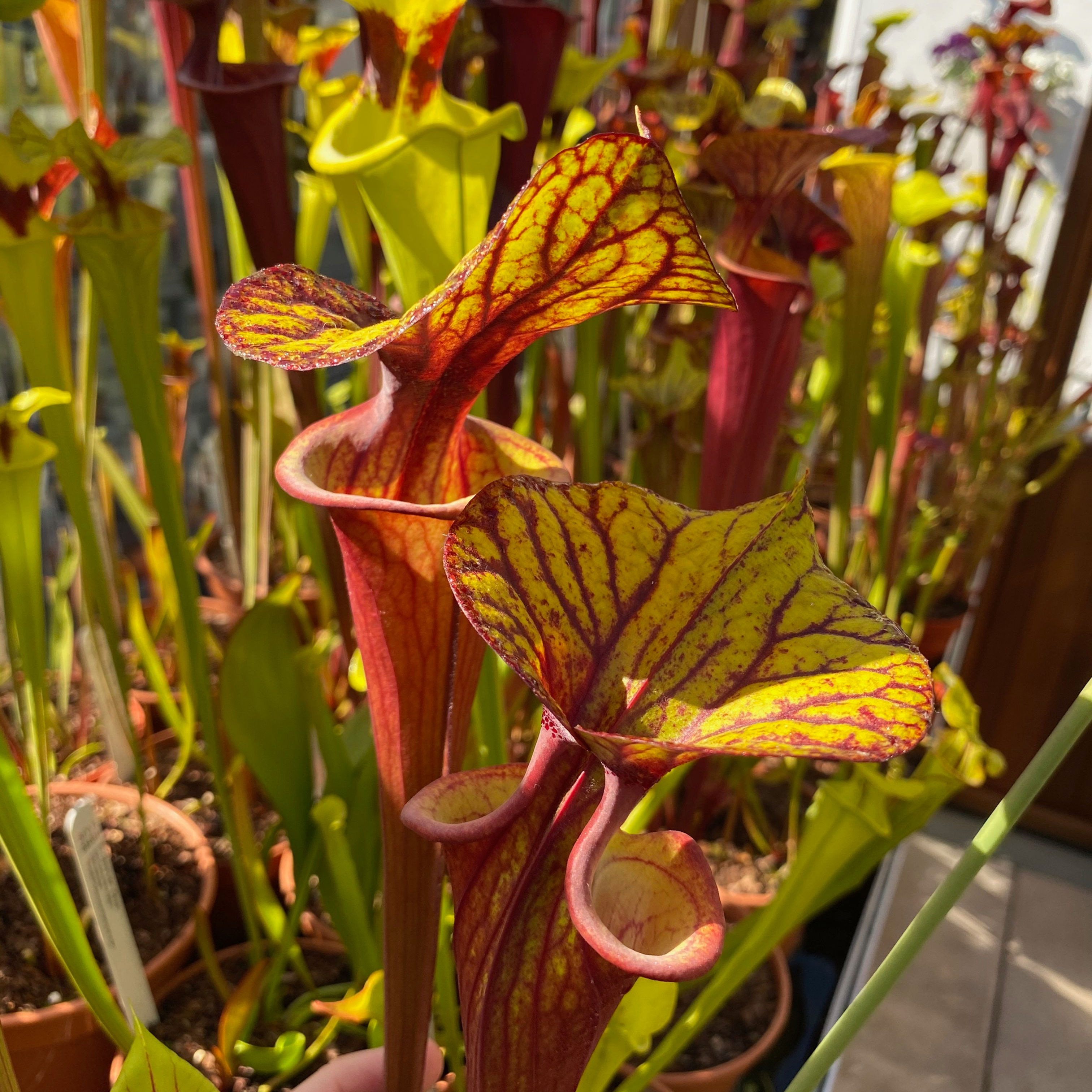 SFv.Rb12(GH) S. flava var. rubricorpora. Plant has a prominent throat patch.