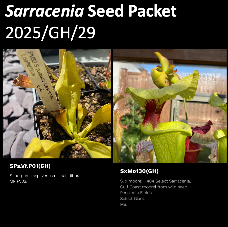 2025/GH/29 Sarracenia Seeds