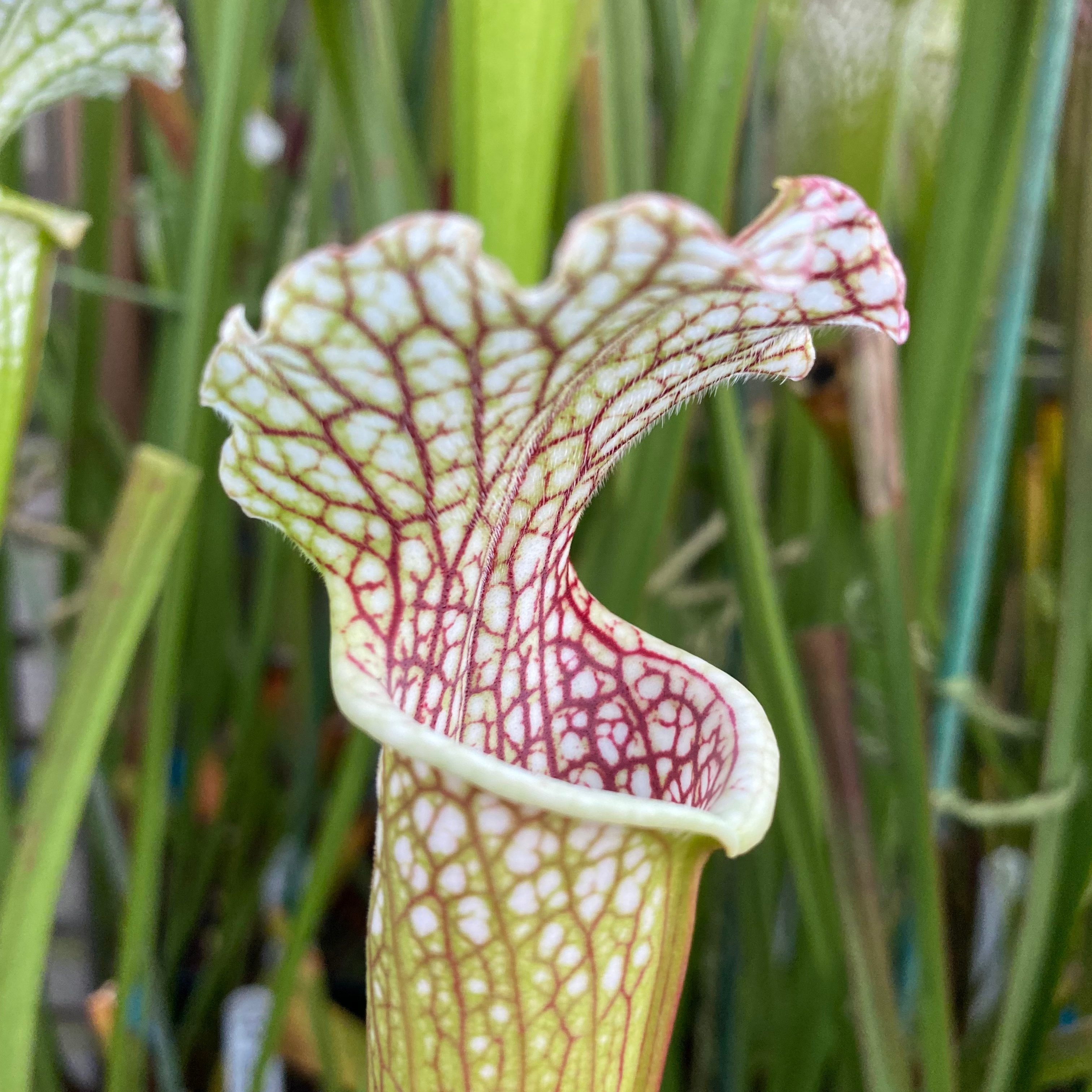 SLv.L30(GH) Strong, stocky form. Location 24, Pensacola, Florida North.