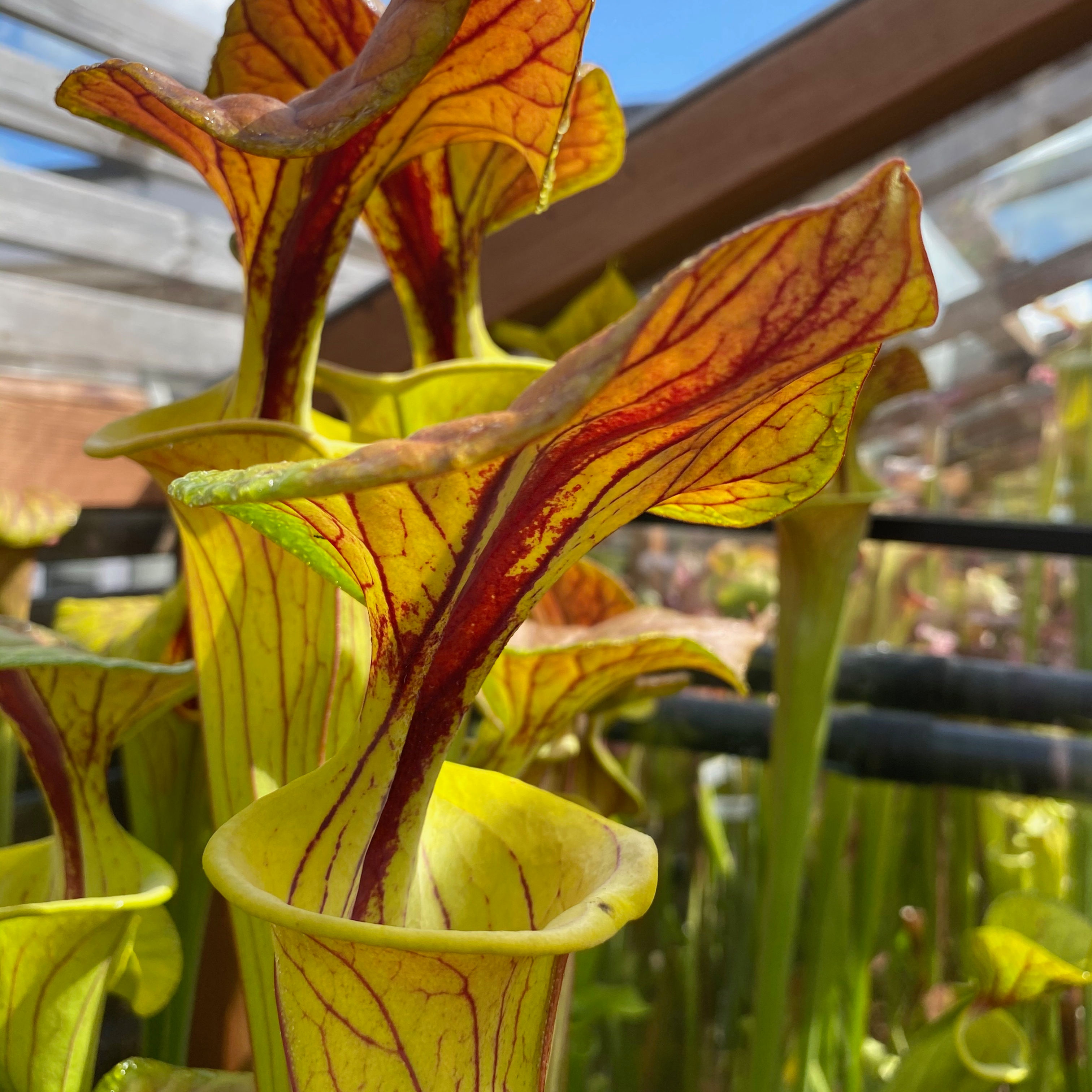 SFv.C11(GH) S. flava var. cuprea. Copper top. North Carolina.