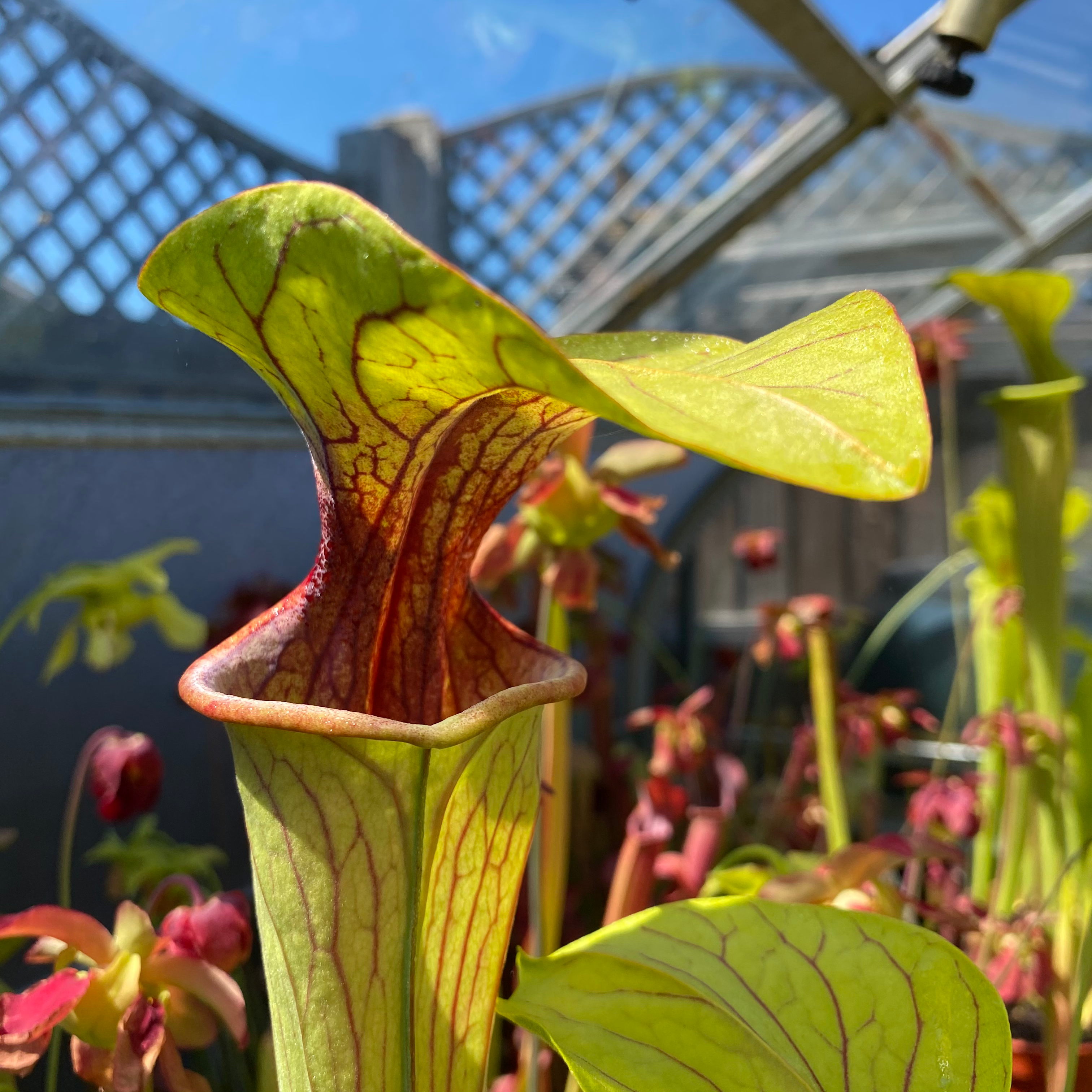 SOv.Oa04(GH) S. oreophila. Heavily veined. Georgia.