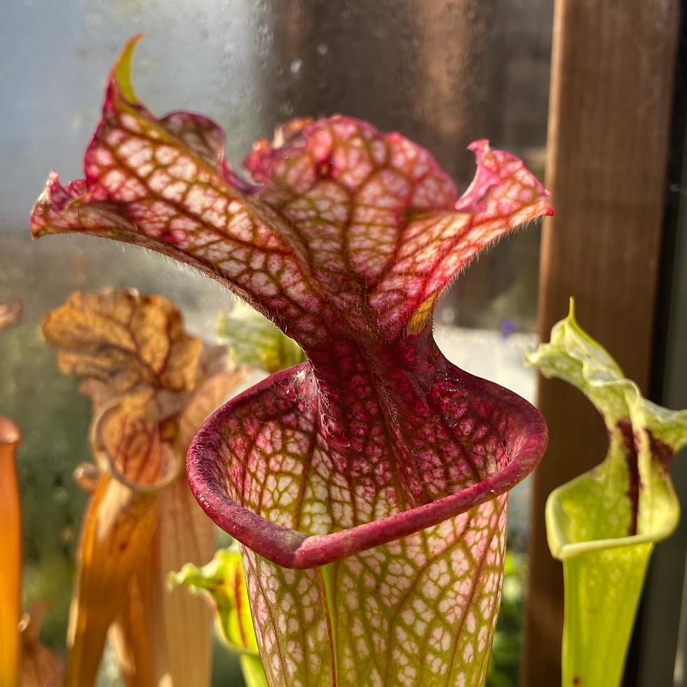 SxMo93(GH) S. x WWK X S. leucophylla. 'Burgundy'.