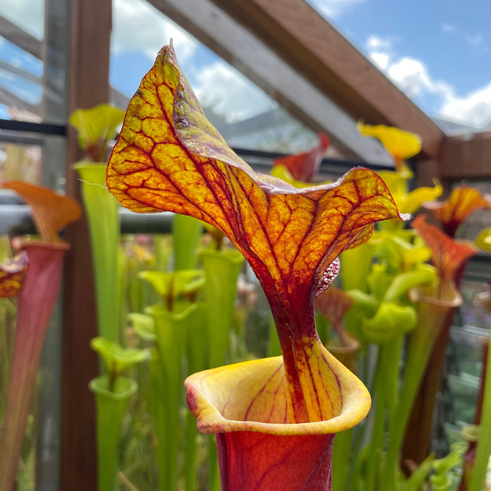 SFv.Rb25(GH)* Sarracenia 'Burgundy'.