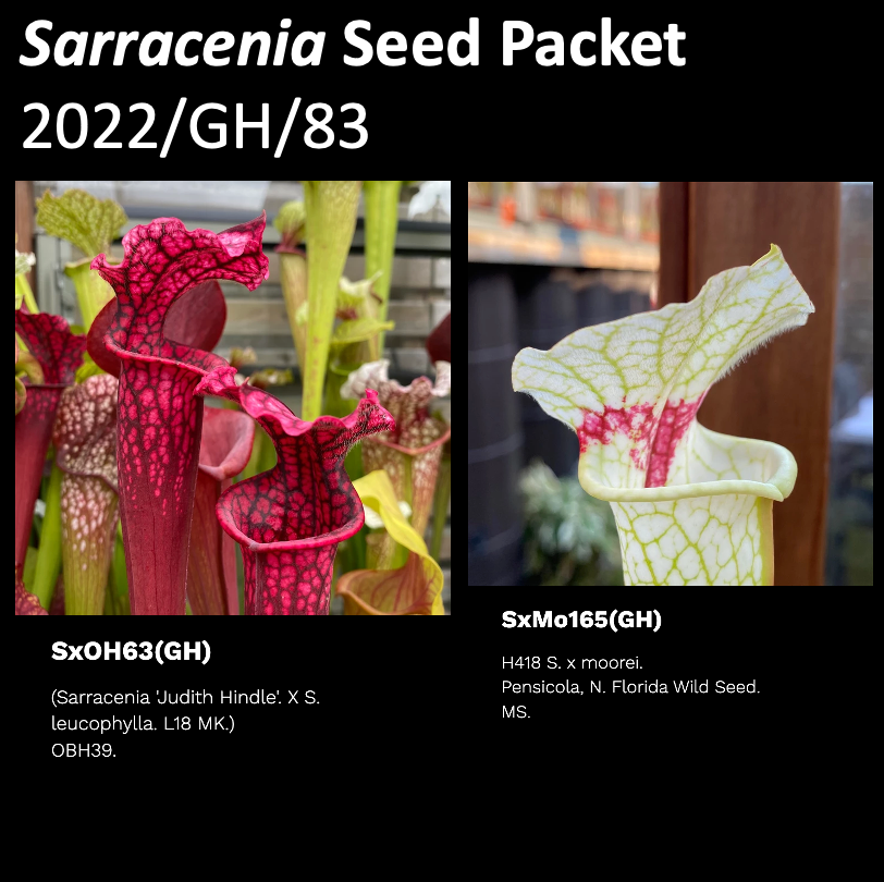 2022/GH/83 Sarracenia Seeds