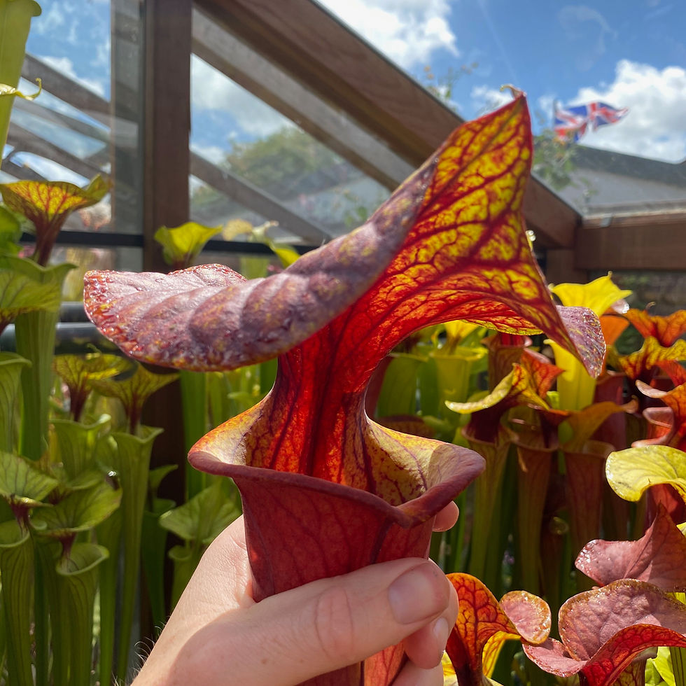 Thumbnail: SFv.Rb38a(GH) (S. flava. Giant red tube. x Sarracenia 'Claret').