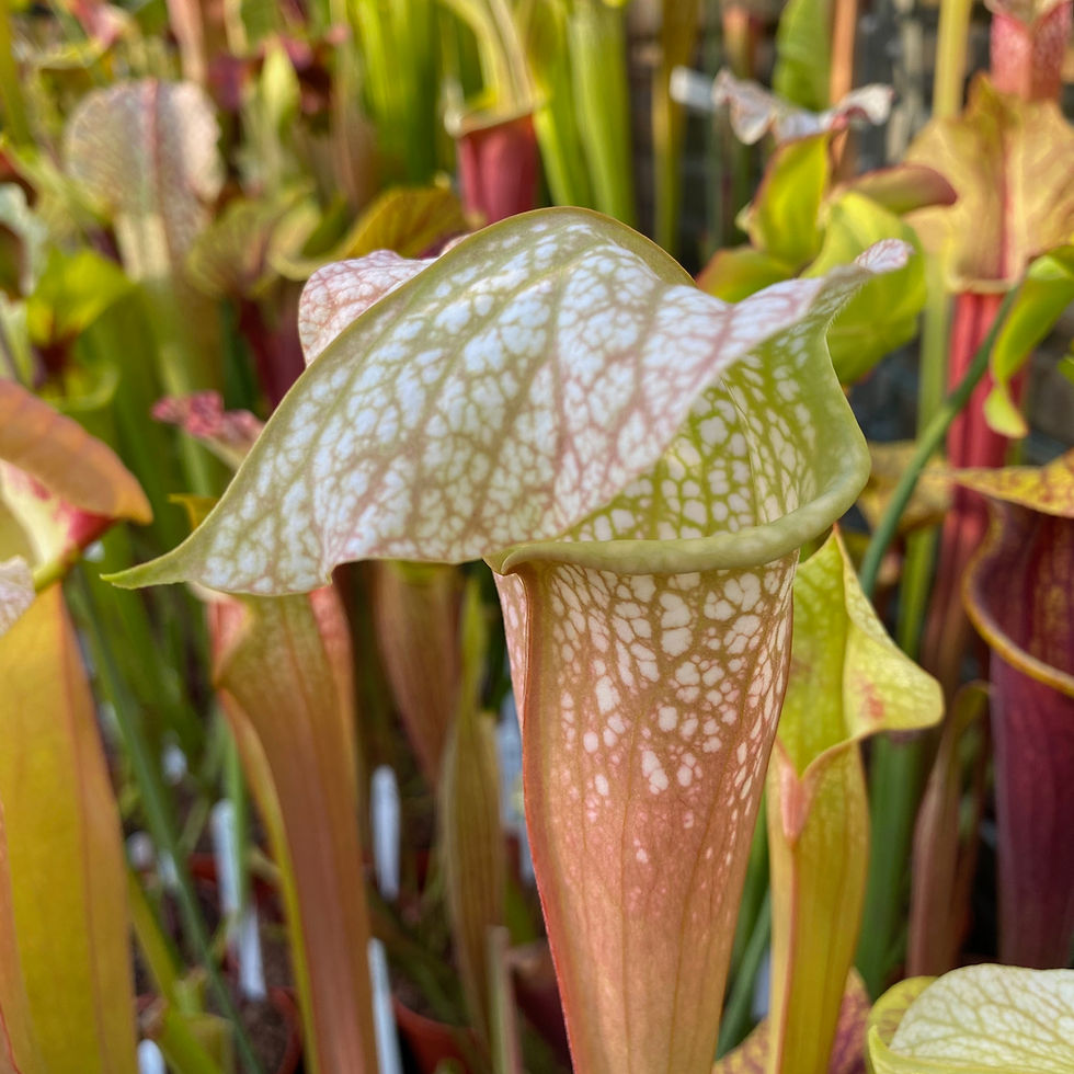Thumbnail: SxEx06(GH) S. leucophylla. Hurricane Creek White. x S. minor var. okefenokeensis
