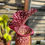 Thumbnail: SxMi04(GH)* Sarracenia 'Mary Cheek'.