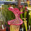 Thumbnail: SxMo22(GH) (S. leucophylla. X Sarracenia 'Adrian Slack'.) Clone D. O. Bres.​​​​​