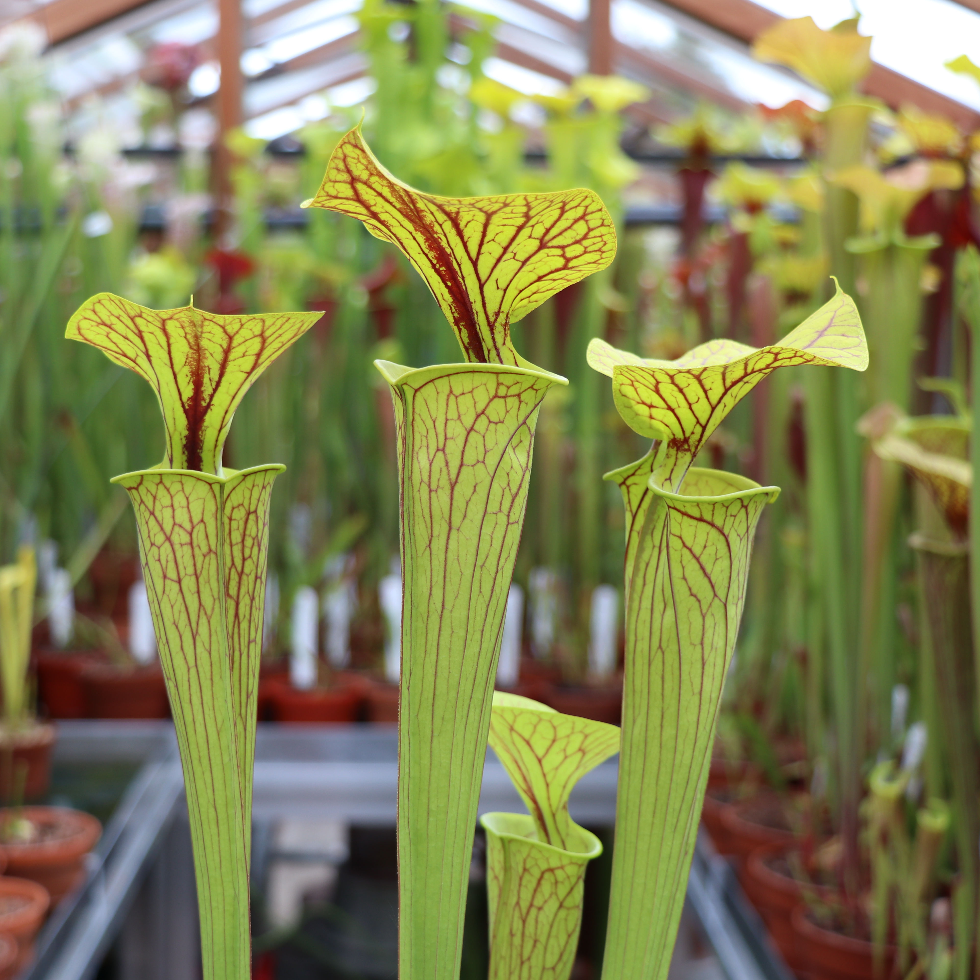 SFv.O07(GH) S. flava var. ornata. Heavily veined. Green Swamp, Brunswick.