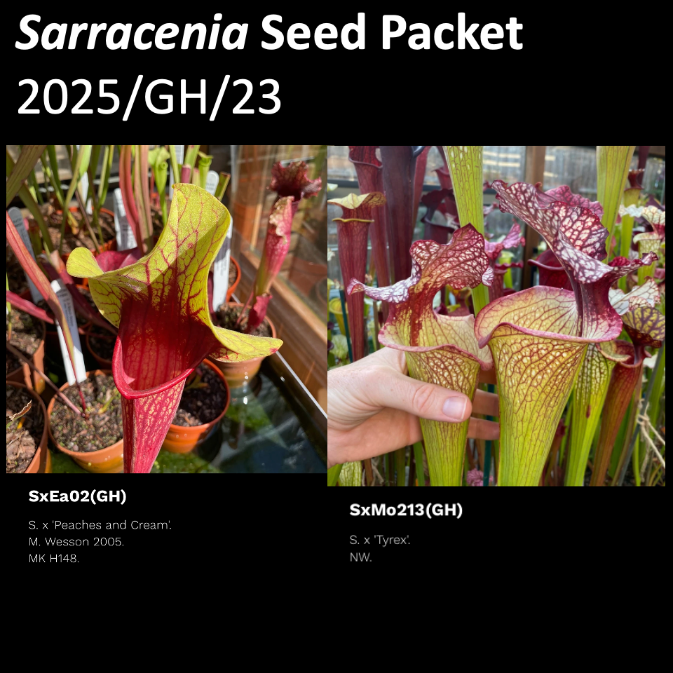 2025/GH/23 Sarracenia Seeds