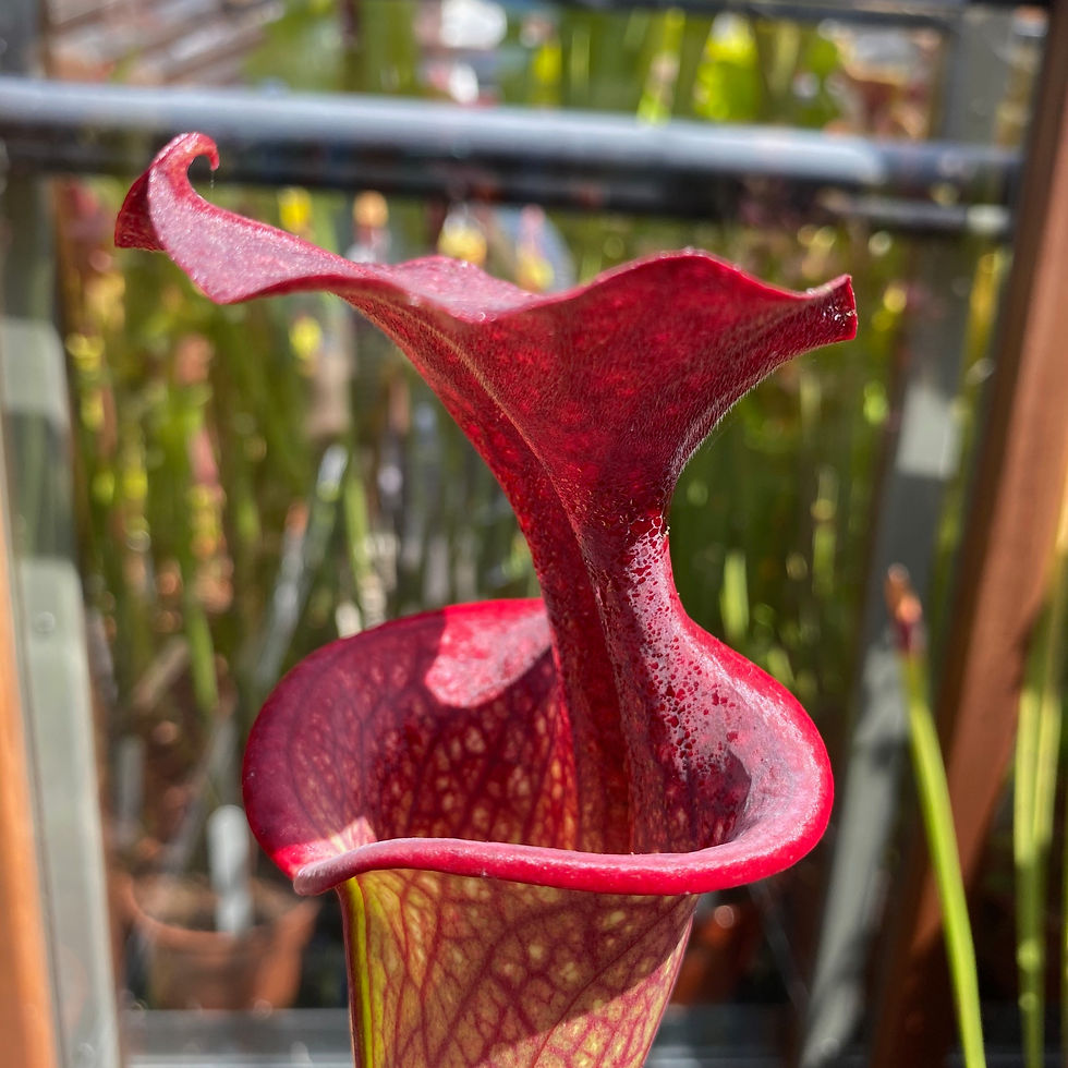 SxMo133(GH) S. x moorei.