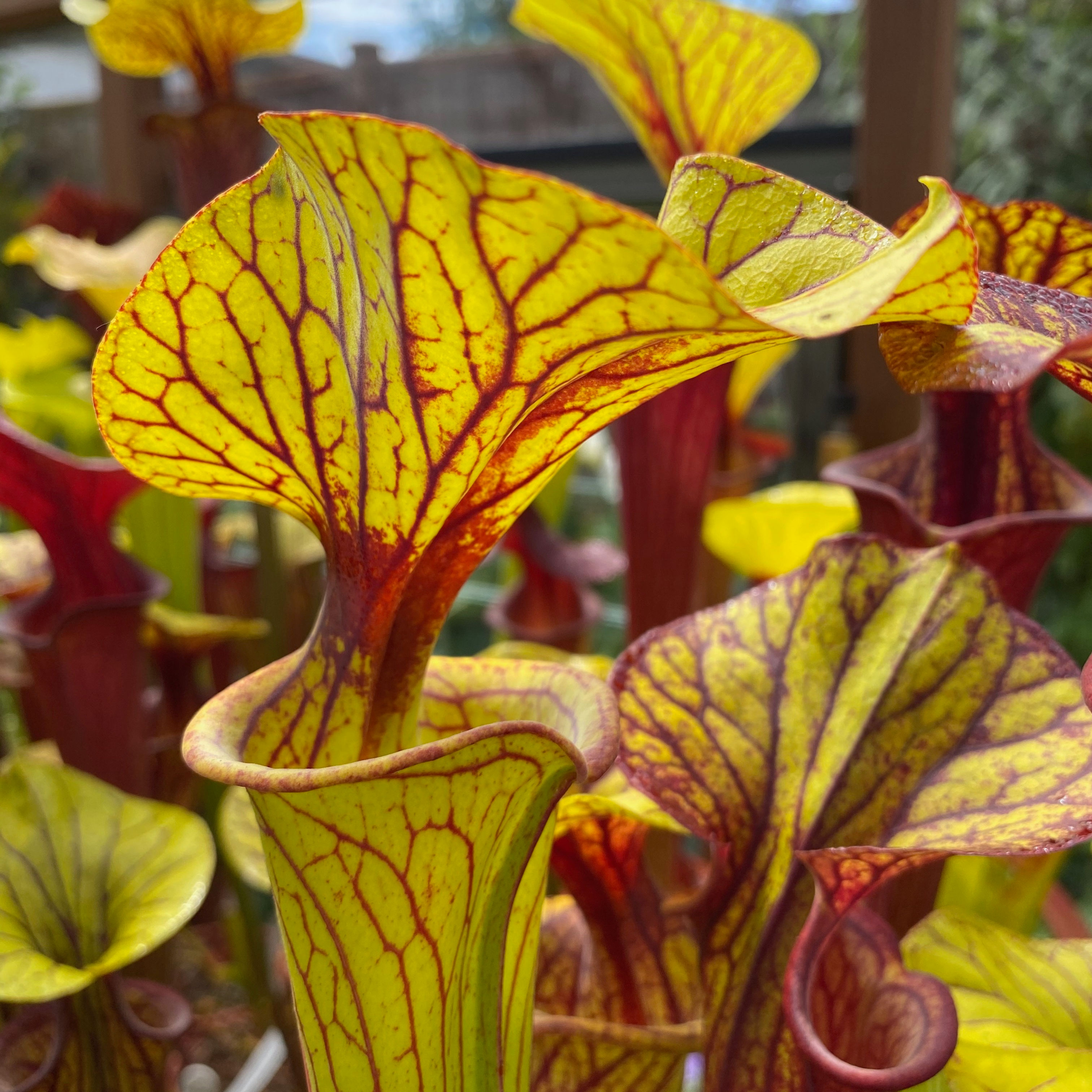 SFv.F05(GH) S. flava var. flava. Bay County, North Florida.
